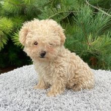 Poodle Puppy Toby
