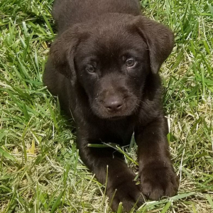 Labrador Retriever Puppy CoCo