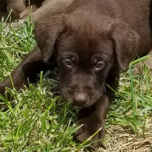 Labrador Retriever Puppy CoCo
