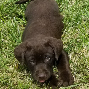 Labrador Retriever Puppy CoCo