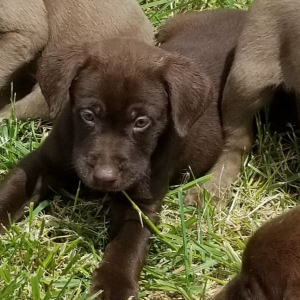 Labrador Retriever Puppy CoCo