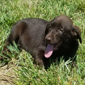 Labrador Retriever Puppy Choco Kiss