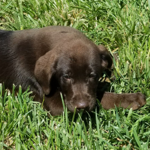 Labrador Retriever Puppy Choco Kiss