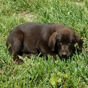 Labrador Retriever Puppy Choco Kiss