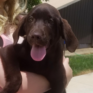 Labrador Retriever Puppy Choco Kiss