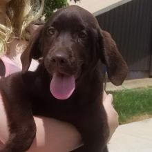 Labrador Retriever Puppy Choco Kiss
