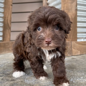 Havapoo Puppy Jayna
