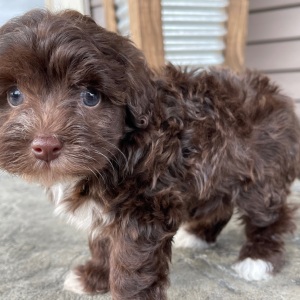 Havapoo Puppy Jayna