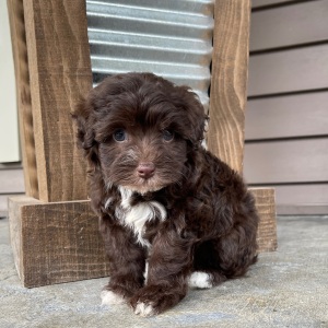 Havapoo Puppy Jayna