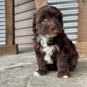 Havapoo Puppy Jayna