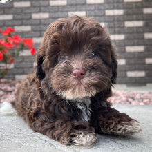 Havapoo Puppy Jayna
