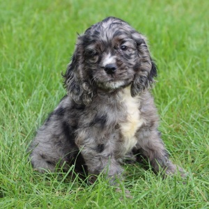 Cocker Spaniel Puppy Rivers