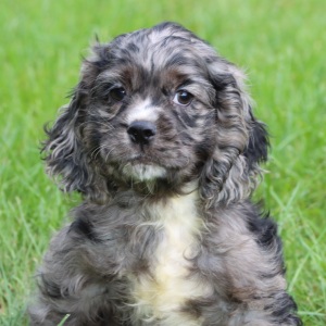 Cocker Spaniel Puppy Rivers