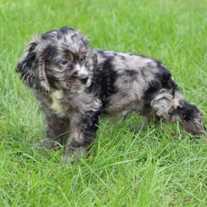 Cocker Spaniel Puppy Rivers