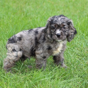 Cocker Spaniel Puppy Rivers