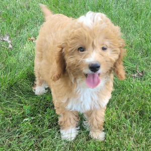 Goldendoodle Puppy Willow