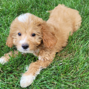 Goldendoodle Puppy Willow