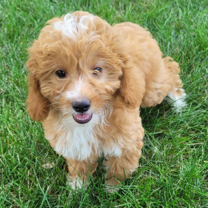 Goldendoodle Puppy Willow