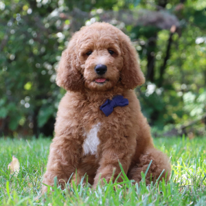 Goldendoodle Puppy Graham