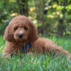 Goldendoodle Puppy Graham
