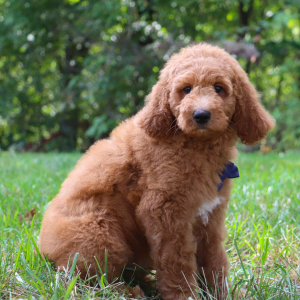 Goldendoodle Puppy Graham