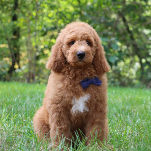 Goldendoodle Puppy Graham