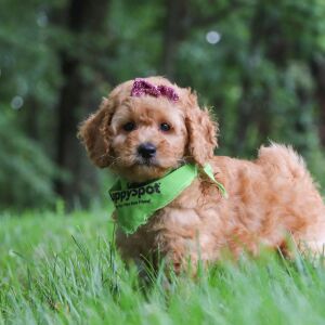 Goldendoodle Puppy Candice