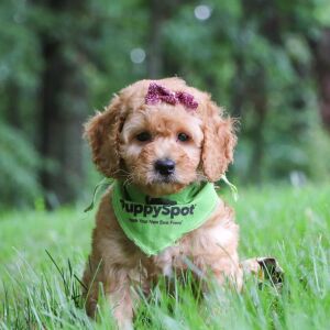 Goldendoodle Puppy Candice
