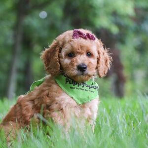 Goldendoodle Puppy Candice