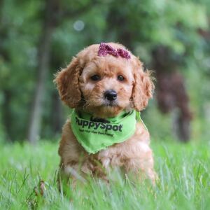 Goldendoodle Puppy Candice