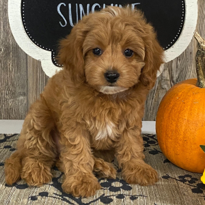 Cavapoo Puppy Gabby