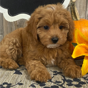 Cavapoo Puppy Gabby
