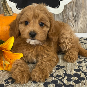 Cavapoo Puppy Gabby
