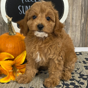 Cavapoo Puppy Gabby