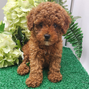 Poodle Puppy Missy