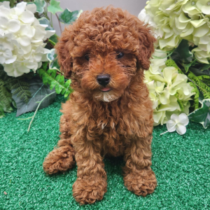 Poodle Puppy Missy