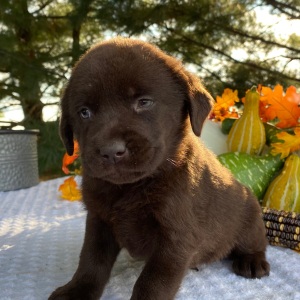 Labrador Retriever Puppy Petey