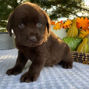 Labrador Retriever Puppy Petey