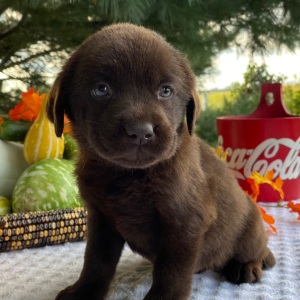 Labrador Retriever Puppy Petey