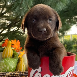 Labrador Retriever Puppy Petey