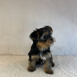 Yorkshire Terrier Puppy Axel