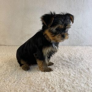 Yorkshire Terrier Puppy Axel