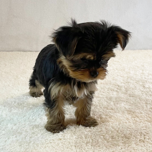 Yorkshire Terrier Puppy Axel