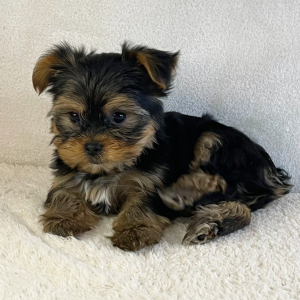 Yorkshire Terrier Puppy Axel