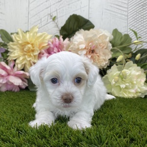 Havapoo Puppy Lilah