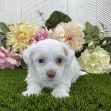 Havapoo Puppy Lilah