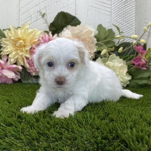 Havapoo Puppy Lilah