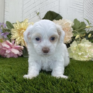 Havapoo Puppy Lilah