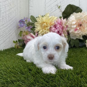 Havapoo Puppy Lilah