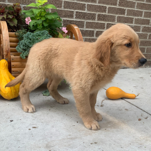 Golden Retriever Puppy Paige